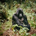 Zoey Deutch Instagram - my sister and i were fortunate enough to gorilla trek in rwanda and uganda 5 years ago. it was impossible to put into words how profound the experience was and we vowed we’d come back with our parents one day. in september, we went on two treks with our mom and dad that were just as transformative and magical as the first. i’m still not able to properly explain how special it is. overflowing with gratitude. thank you for so many things, 2023, and at the top of the list is this unforgettable adventure with the most important people in my life 🦍🇷🇼 Volcanoes National Park, Rwanda