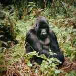 Zoey Deutch Instagram – my sister and i were fortunate enough to gorilla trek in rwanda and uganda 5 years ago. it was impossible to put into words how profound the experience was and we vowed we’d come back with our parents one day. in september, we went on two treks with our mom and dad that were just as transformative and magical as the first. i’m still not able to properly explain how special it is. overflowing with gratitude. thank you for so many things, 2023, and at the top of the list is this unforgettable adventure with the most important people in my life 🦍🇷🇼 Volcanoes National Park, Rwanda