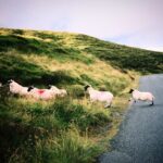 Zoey Deutch Instagram - sláinte Donegal, Ireland