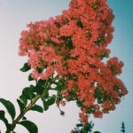 Zoey Deutch Instagram - some things i saw in savannah 🎞️ Savannah, Georgia