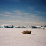 Zoey Deutch Instagram - forever grateful for this once in a lifetime opportunity to visit the most beautiful place i’ve ever been to 🇦🇶 also did u know a group of penguins is called a waddle Antarctica