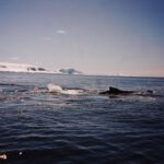 Zoey Deutch Instagram - forever grateful for this once in a lifetime opportunity to visit the most beautiful place i’ve ever been to 🇦🇶 also did u know a group of penguins is called a waddle Antarctica