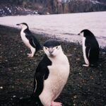 Zoey Deutch Instagram - icyyy what u did there 👀🧊 Antarctica