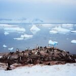 Zoey Deutch Instagram - and these photos are just the tip of the iceberg🧊 Antarctica