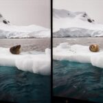 Zoey Deutch Instagram - and these photos are just the tip of the iceberg🧊 Antarctica