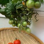 Zooey Deschanel Instagram - When your whole personality revolves around tomatoes. 👀 🍅 Who else loves tomato season as much as we do?!⁠ ⁠ #LettuceGrow⁠ ⁠ ⁠ ⁠ ⁠ ⁠ ⁠ ⁠ ⁠ #healthyeating #veggielover #farmstand #hydroponicgardening #hydroponicfarming #gardenharvest #hydroponicfarmer #growyourownfood #hydroponicfarmstand #lettucegrowfarmstand #farmstandnook #newgirl #newgirltomatoes #tomatoseason