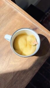 Zooey Deschanel Instagram - You’ve heard of puppy in a cup, but I give you… ducky in a mug. Original Video: @ducks_in_space_