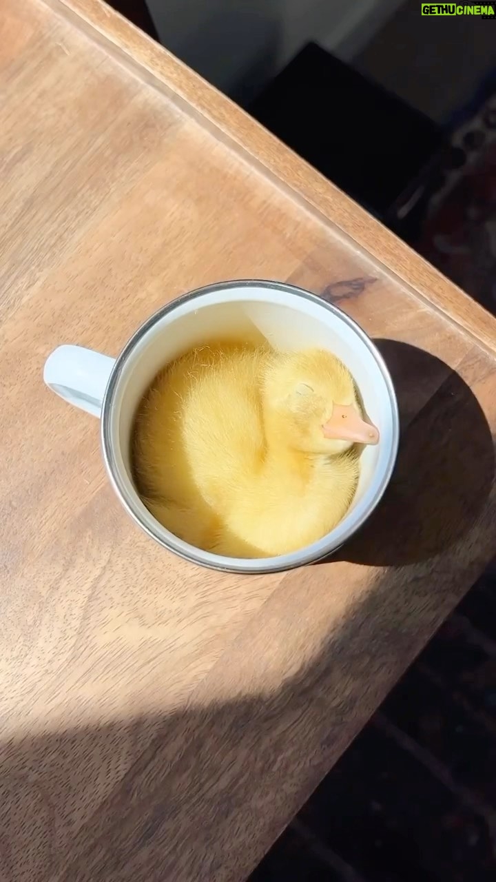 Zooey Deschanel Instagram - You’ve heard of puppy in a cup, but I give you… ducky in a mug. Original Video: @ducks_in_space_