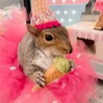 Zooey Deschanel Instagram - Is it weird that my fashion icon is a squirrel? Original Video: @little_thumbelina_girl