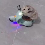 Zooey Deschanel Instagram - Me scooting into Christmas mode 🎄 Original Video: @hancky