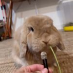 Zooey Deschanel Instagram – Blessing your feed with bunny asmr 

Original video: @hollandlopchris