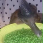 Zooey Deschanel Instagram – If this duck doesn’t scream Spooky Season, I don’t know what does 

Original video: @thesugarbee