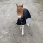 Zooey Deschanel Instagram - Watching this video will transfer you the confidence of this mini-horse by osmosis. Science.     🎥: @elena_hidalgo77