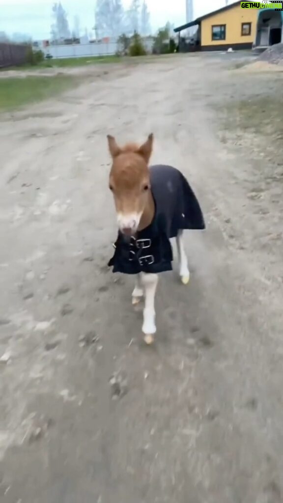 Zooey Deschanel Instagram - Watching this video will transfer you the confidence of this mini-horse by osmosis. Science.     🎥: @elena_hidalgo77