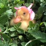 Zooey Deschanel Instagram - In case you needed something happy to think about 🌸 🎥: @motherthemountain