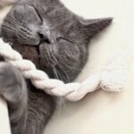 Zulin Aziz Instagram - Nak mengurus kucing ni bukan senang Lagi2 kalau kita busy kerja kan.. Tapi makin senang dengan Smart Cat Litter Box dari @petmarvel.my ni Rumah Zulin tak berbau langsung! Tu yang best tu.. sebelum ni jenuh nak membeli spray pewangi. So now Zulin tak perlu risau lagi.. Kalau outstation ke,zulin boleh control melaui Apps je! Thank you so much @petmarvel.my 😻