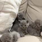 Zulin Aziz Instagram - 4 Ekor Habuk penghibur hati 😻 Cepatnya dah beso! Luna,Loco,Loki & Louie