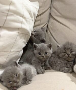 Zulin Aziz Instagram - 4 Ekor Habuk penghibur hati 😻
Cepatnya dah beso!

Luna,Loco,Loki & Louie
