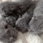 Zulin Aziz Instagram - Welcome to our Family 😻 Masing2 kenyang baru lepas menyusu. Pakat lena laaa yaa . Mulan dah jadi mummy besar dah anak aku🥲 Louie,Luna,Loco& Loki ❤️