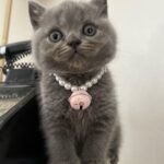 Zulin Aziz Instagram - Louie budak tak reti dok diam. Kan dah kena marah 😼