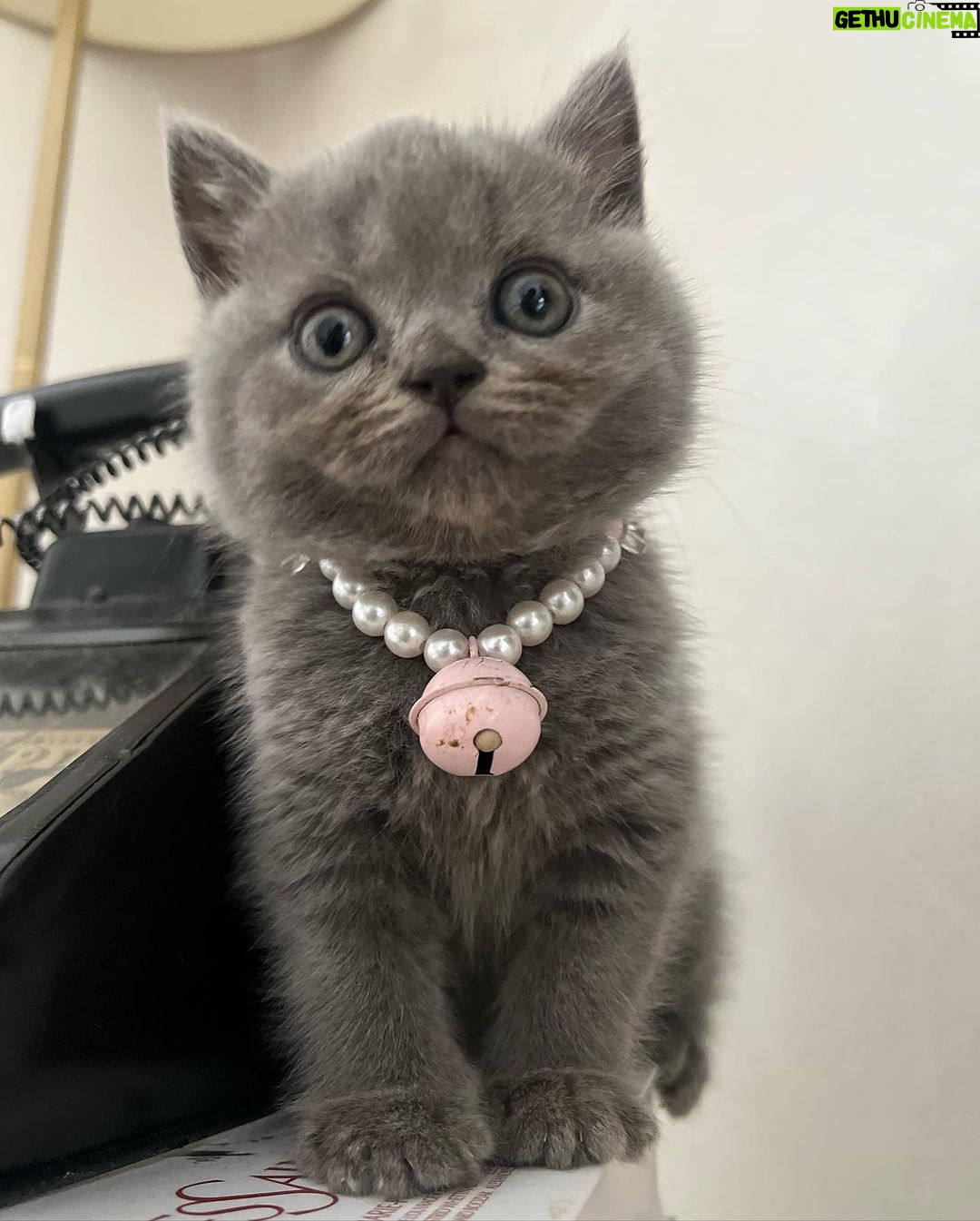 Zulin Aziz Instagram - Louie budak tak reti dok diam. Kan dah kena marah 😼
