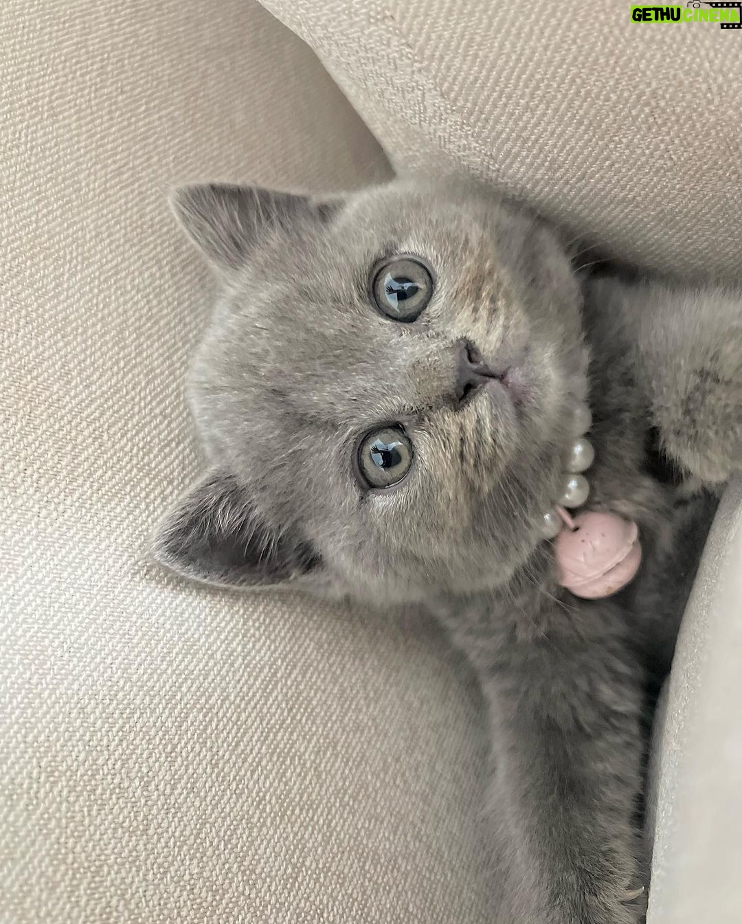 Zulin Aziz Instagram - Louie budak tak reti dok diam. Kan dah kena marah 😼