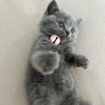 Zulin Aziz Instagram - Louie budak tak reti dok diam. Kan dah kena marah 😼