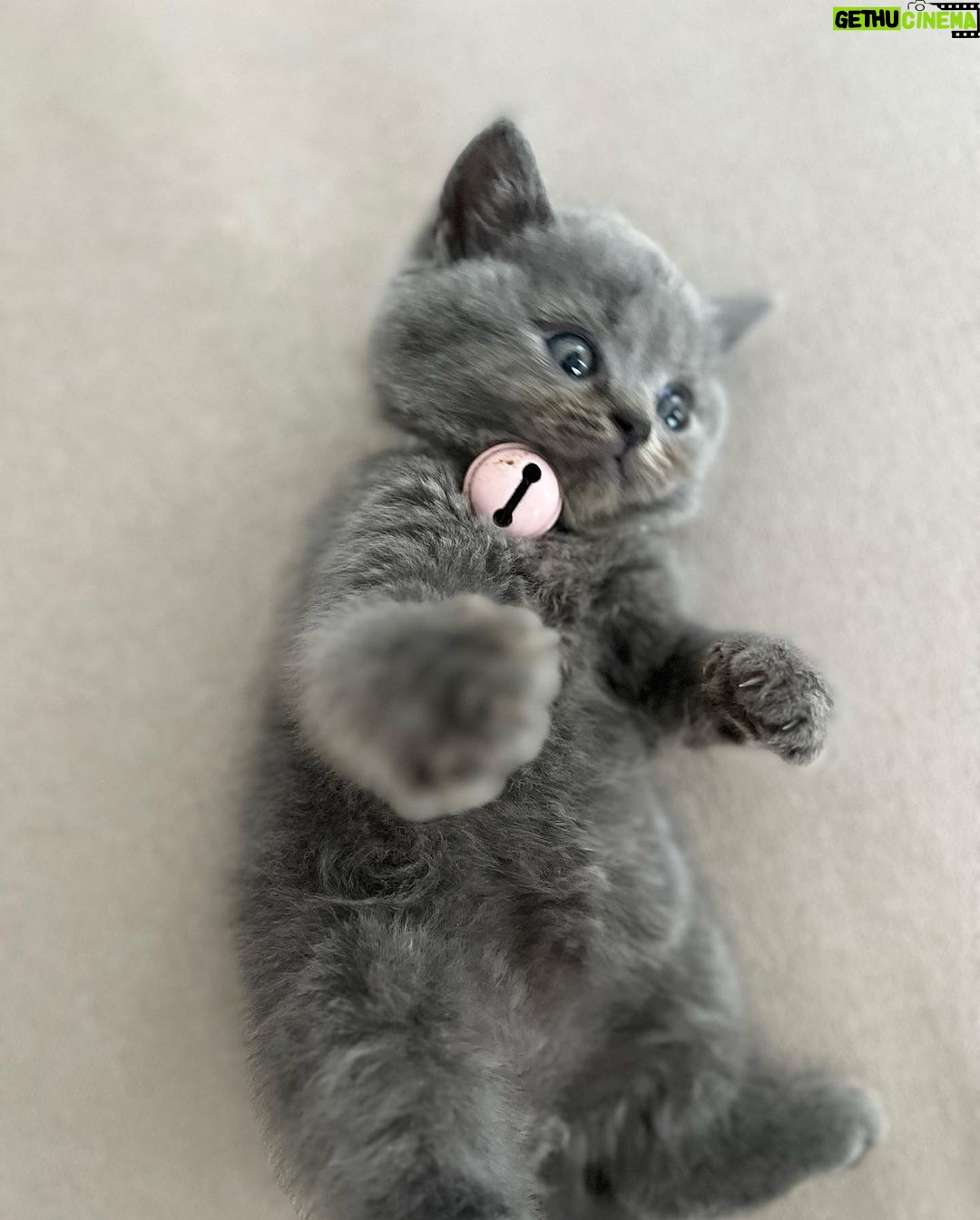 Zulin Aziz Instagram - Louie budak tak reti dok diam. Kan dah kena marah 😼