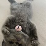 Zulin Aziz Instagram - Louie budak tak reti dok diam. Kan dah kena marah 😼