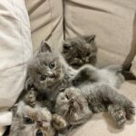 Zulin Aziz Instagram - 4 Ekor Habuk penghibur hati 😻 Cepatnya dah beso! Luna,Loco,Loki & Louie