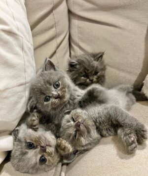 Zulin Aziz Instagram - 4 Ekor Habuk penghibur hati 😻
Cepatnya dah beso!

Luna,Loco,Loki & Louie
