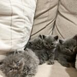 Zulin Aziz Instagram - 4 Ekor Habuk penghibur hati 😻 Cepatnya dah beso! Luna,Loco,Loki & Louie