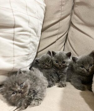 Zulin Aziz Instagram - 4 Ekor Habuk penghibur hati 😻
Cepatnya dah beso!

Luna,Loco,Loki & Louie