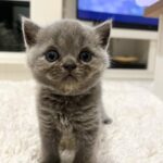 Zulin Aziz Instagram - 4 Ekor Habuk penghibur hati 😻 Cepatnya dah beso! Luna,Loco,Loki & Louie