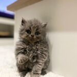 Zulin Aziz Instagram - 4 Ekor Habuk penghibur hati 😻 Cepatnya dah beso! Luna,Loco,Loki & Louie