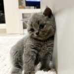 Zulin Aziz Instagram - 4 Ekor Habuk penghibur hati 😻 Cepatnya dah beso! Luna,Loco,Loki & Louie