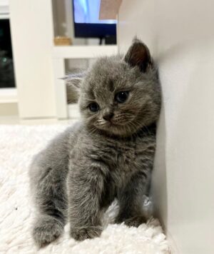 Zulin Aziz Instagram - 4 Ekor Habuk penghibur hati 😻
Cepatnya dah beso!

Luna,Loco,Loki & Louie