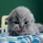 Zulin Aziz Instagram – Loko nak susu 😸