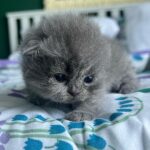Zulin Aziz Instagram - Loko nak susu 😸