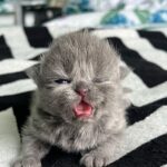 Zulin Aziz Instagram – Loko nak susu 😸