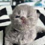 Zulin Aziz Instagram – Loko nak susu 😸