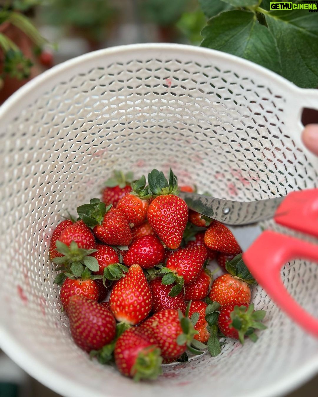 Zulin Aziz Instagram - Strawberry & Scones 😍 Cameron Highlands, Pahang, Malaysia