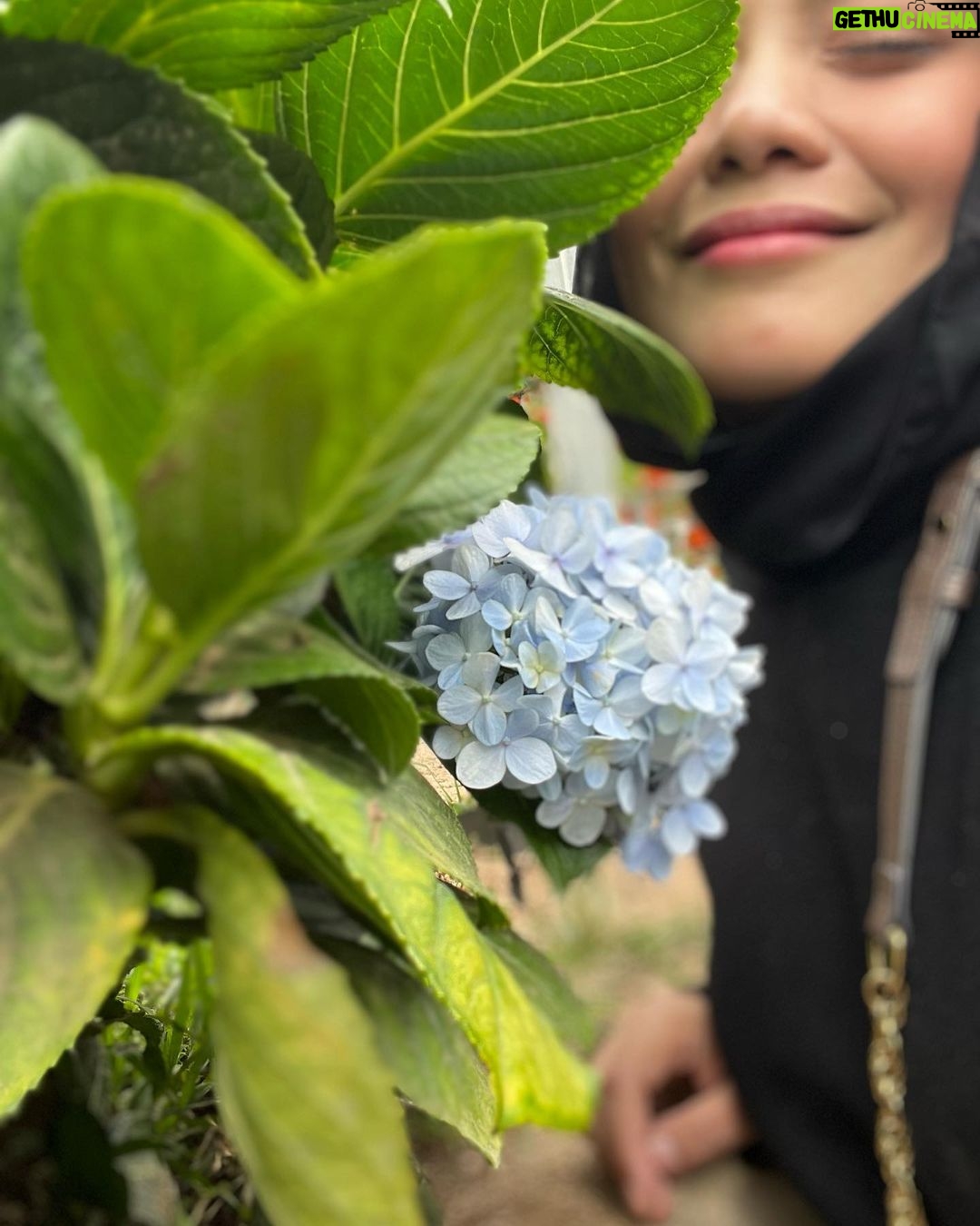 Zulin Aziz Instagram - Strawberry & Scones 😍 Cameron Highlands, Pahang, Malaysia