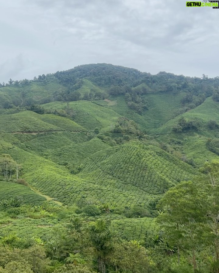 Zulin Aziz Instagram - Tak tau nak BOH caption apa🍃 Boh Teh Centre Cameron Highlands