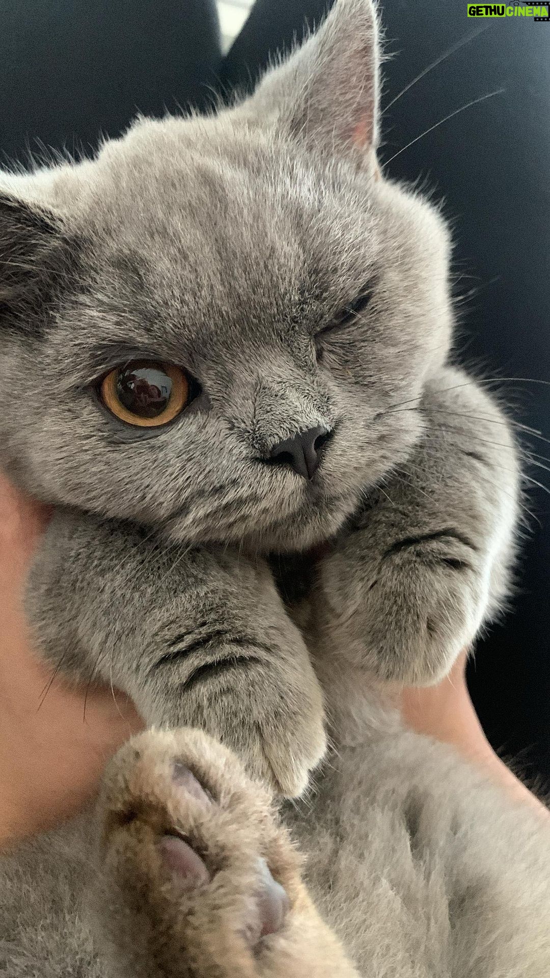 Zulin Aziz Instagram - Setiap pagi mintak Wetfood! Makan banyak tapi minum susah betul kucing2 Zulin ni. Sejak ada wireless water feeder dari @petmarvel.my Seronok tengok dorang berebut2 minum. Tak payah susah2 nak isi air selalu, besar tank dia. Dan yang best lagi sebab dia wireless!! Thank you so much @petmarvel.my 😻