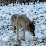 Adixia Romaniello Instagram - Une expérience magnifique 🐺🤍 Parc Animalier de Sainte-Croix