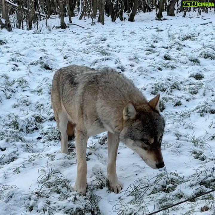 Adixia Romaniello Instagram - Une expérience magnifique 🐺🤍 Parc Animalier de Sainte-Croix