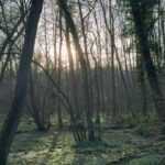 Adixia Romaniello Instagram - Se perdre en forêt pour mieux retrouver son WiFi intérieur