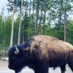 Aimee Garcia Instagram - Bison, bald eagles, horses, lakes, mountains & beavers?! Montana you are stunning 💥🐴🦅 PS. Yes I rolled up the window faster than you can say “french fries” 🙄