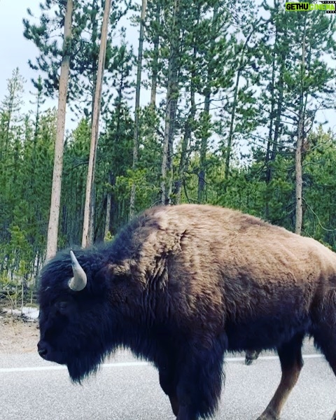 Aimee Garcia Instagram - Bison, bald eagles, horses, lakes, mountains & beavers?! Montana you are stunning 💥🐴🦅 PS. Yes I rolled up the window faster than you can say “french fries” 🙄